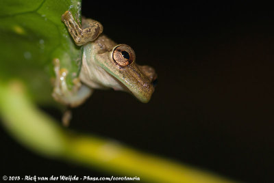 Sipurio Snouted Tree Frog  (Sipurioboomkikker)