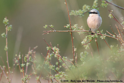 Red-Backed ShrikeLanius collurio