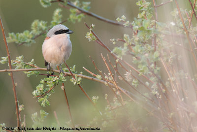 Red-Backed ShrikeLanius collurio