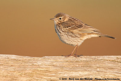 Meadow PipitAnthus pratensis