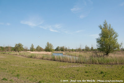 Oostvaardersplassen