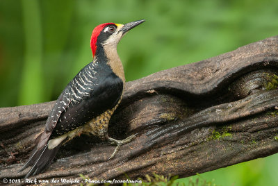 Black-Cheeked Woodpecker  (Zwartwangspecht)