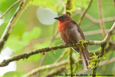 Red-Throated Ant-Tanager  (Roodkeelmiertangare)