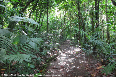 Forest trail of the Arenal Oasis
