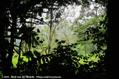 A peak through the forest to the adjacent pasture