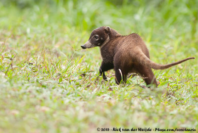 White-Nosed Coati  (Witsnuitneusbeer)