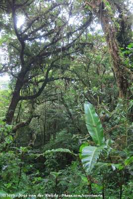 Epiphytes in the wet forest 