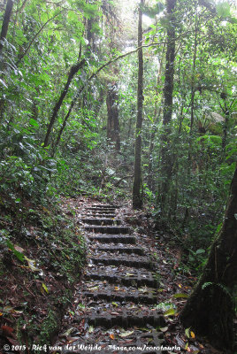 The way up to the Hanging Bridge