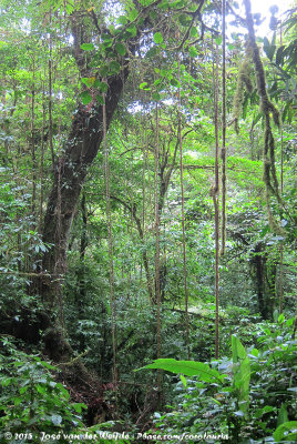 Lianas in Monteverde