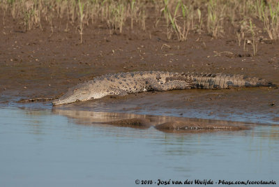 American CrocodileCrocodylus acutus