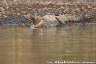 American Crocodile  (Spitssnuitkrokodil)