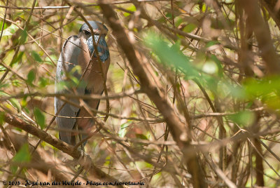 Boat-Billed Heron<br><i>Cochlearius cochlearius panamensis</i>