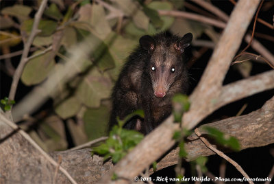 Southern OpossumDidelphis marsupialis etensis