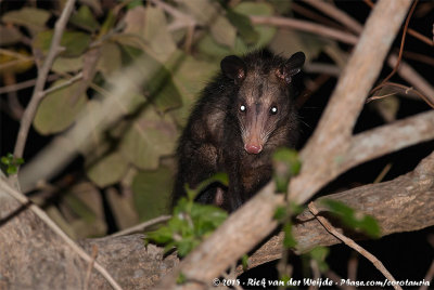 American Opossums  (Opossums)