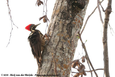 Lineated Woodpecker  (Gestreepte Helmspecht)