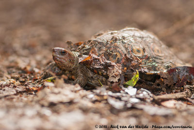Asian River and Box, Leaf and Roofed Turtles  (Euraziatische Rivier- en Aardschildpadden)