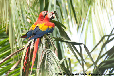 Scarlet Macaw<br><i>Ara macao macao</i>