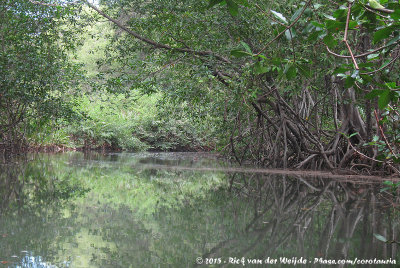 Damas Mangrove