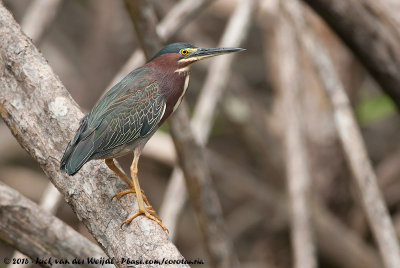 Green Heron  (Groene Reiger)