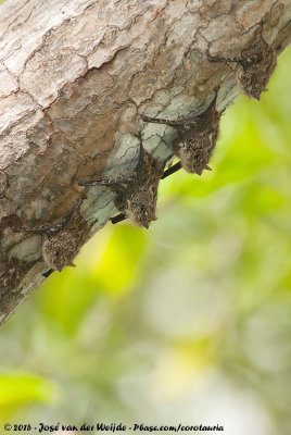 Proboscis Bat  (Langneusvleermuis)