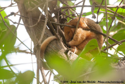 Central American Silky Anteater  (Midden-Amerikaanse Dwergmiereneter)