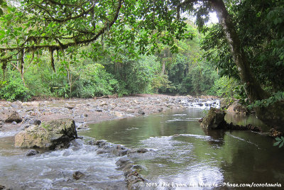 Natural stream at the Plantation