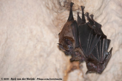 Seba's Short-Tailed Bat  (Brilbladneusvleermuis)