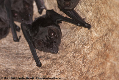 Greater Spear-Nosed Bat  (Grote Lansneusvleermuis)