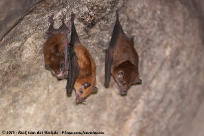Orange Nectar Bat  (Lonchophylla robusta)