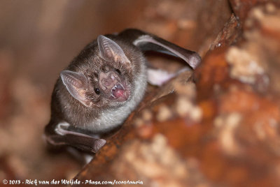 Common Vampire Bat  (Gewone Vampier)