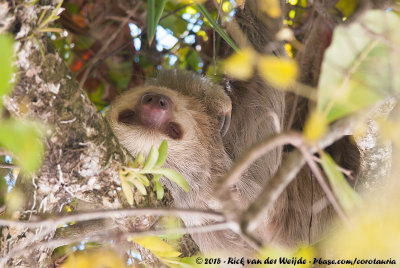 Hoffmann's Two-Toed SlothCholoepus hoffmanni hoffmanni