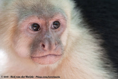 Panamanian White-Throated Capuchin  (Midden-Amerikaanse Witschouderkapucijnaap)