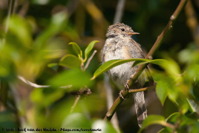 Common ChiffchaffPhylloscopus collybita collybita