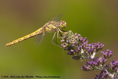 Vagrant DarterSympetrum vulgatum vulgatum