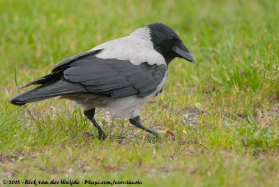 Hooded CrowCorvus cornix cornix