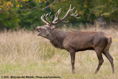 Red Deer  (Edelhert)