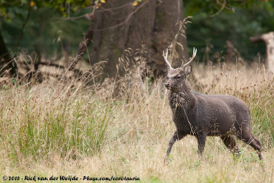 Sika DeerCervus nippon ssp.