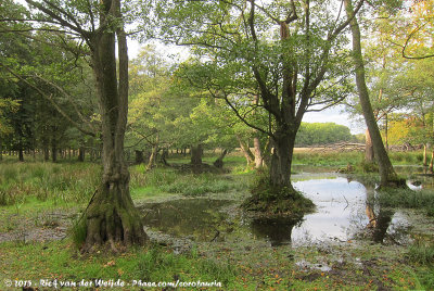 Wet Forest