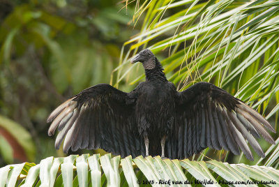 Black VultureCoragyps atratus