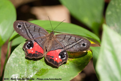 Red-Washed Satyr  (Pierella helvina)
