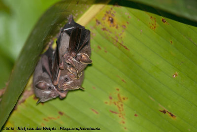 Pacific Tent-Making Bat  (Midden-Amerikaanse Prieelvleermuis)