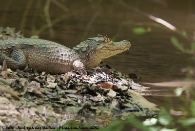 Spectacled Caiman  (Brilkaaiman)