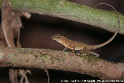 Many-Scaled AnoleAnolis polylepis