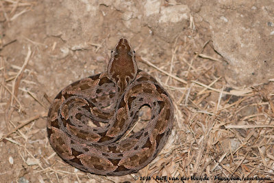 Terciopelo ViperBothrops asper