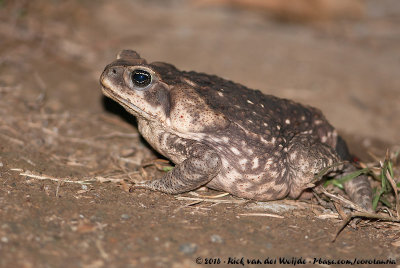 Cane ToadRhinella marina