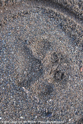 Puma tracks