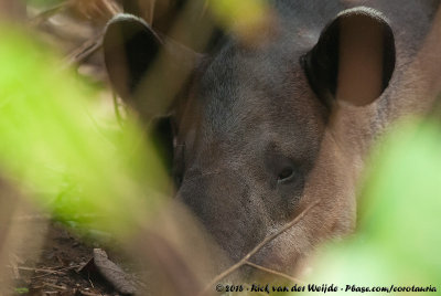 Baird's Tapir  (Midden-Amerikaanse Tapir)