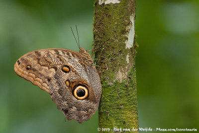 Forest Giant OwlCaligo eurilochus sulanus