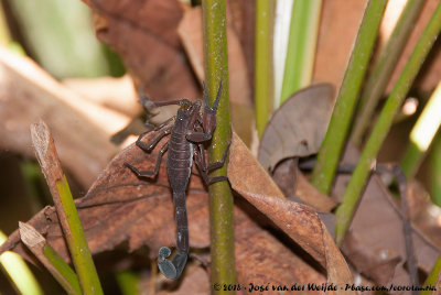 Scorpions  (Schorpioenen)