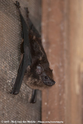 Greater White-Lined Bat  (Tweestrepige Zakvleermuis)